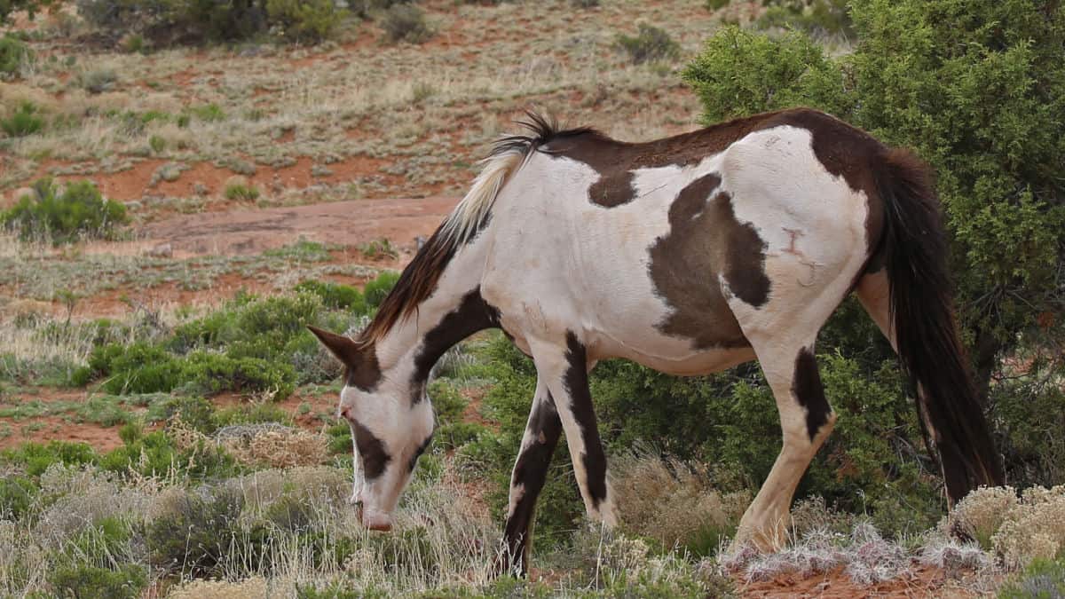 Horse in grass