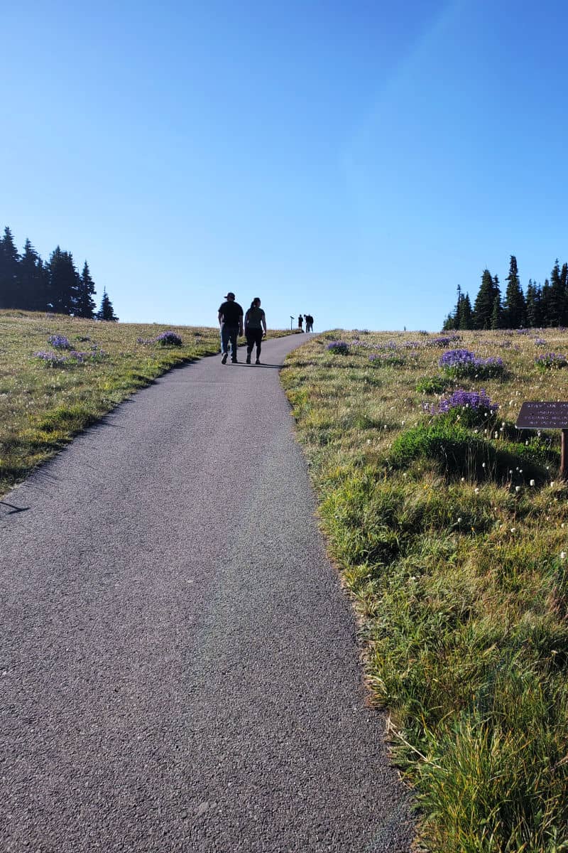 Hurricane Hill Trails Olympic National Park