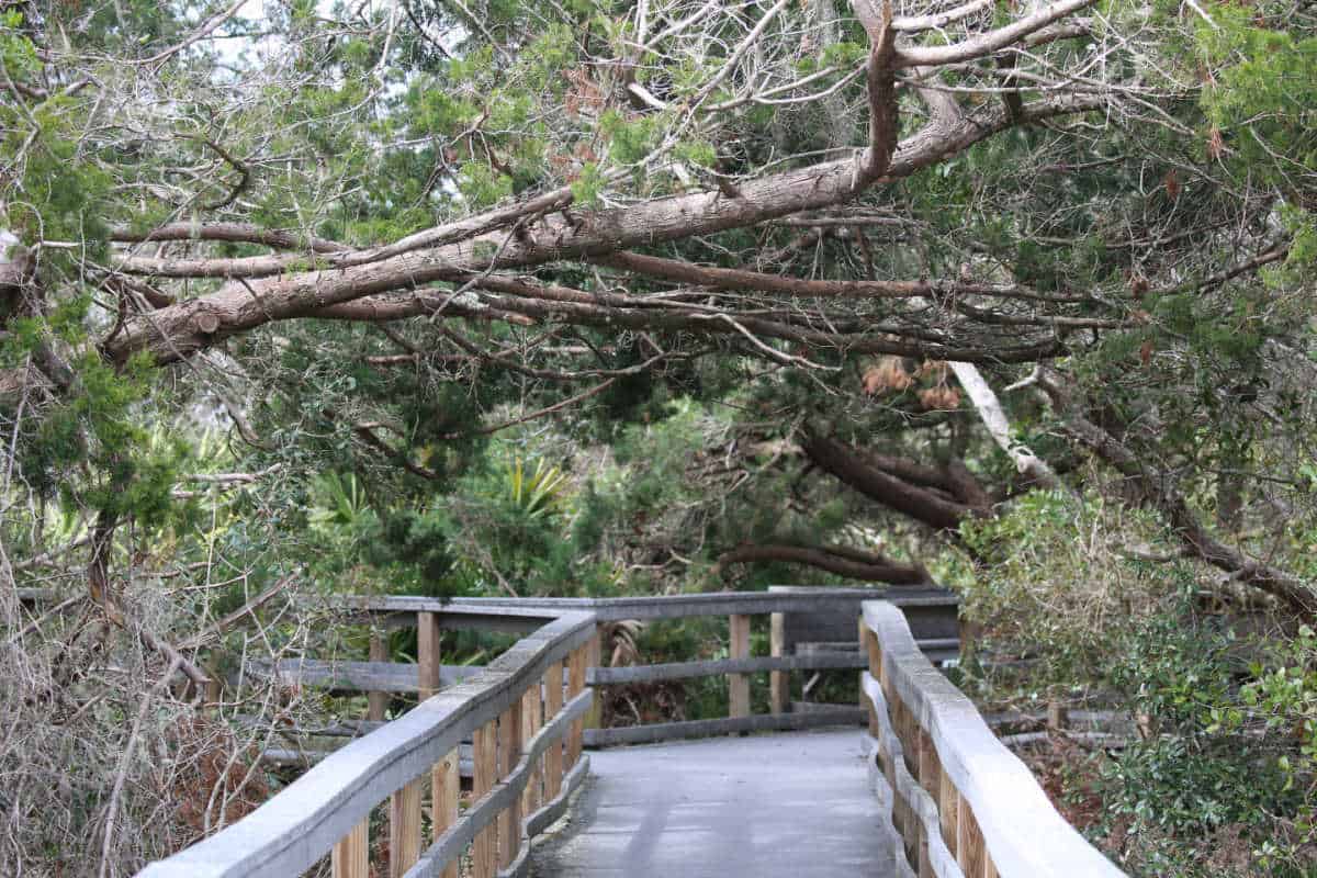 Boardwalk trail leading into tree cover