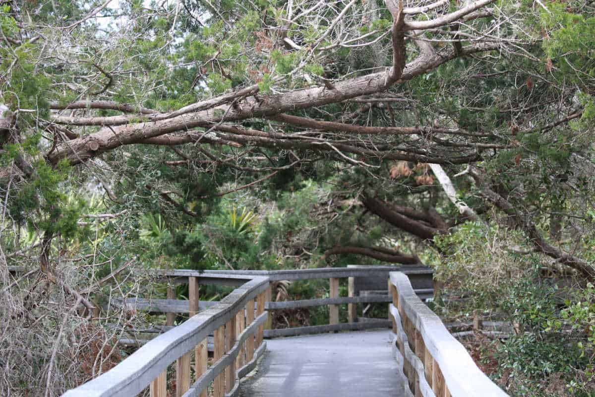 Boardwalk trail leading into tree cover