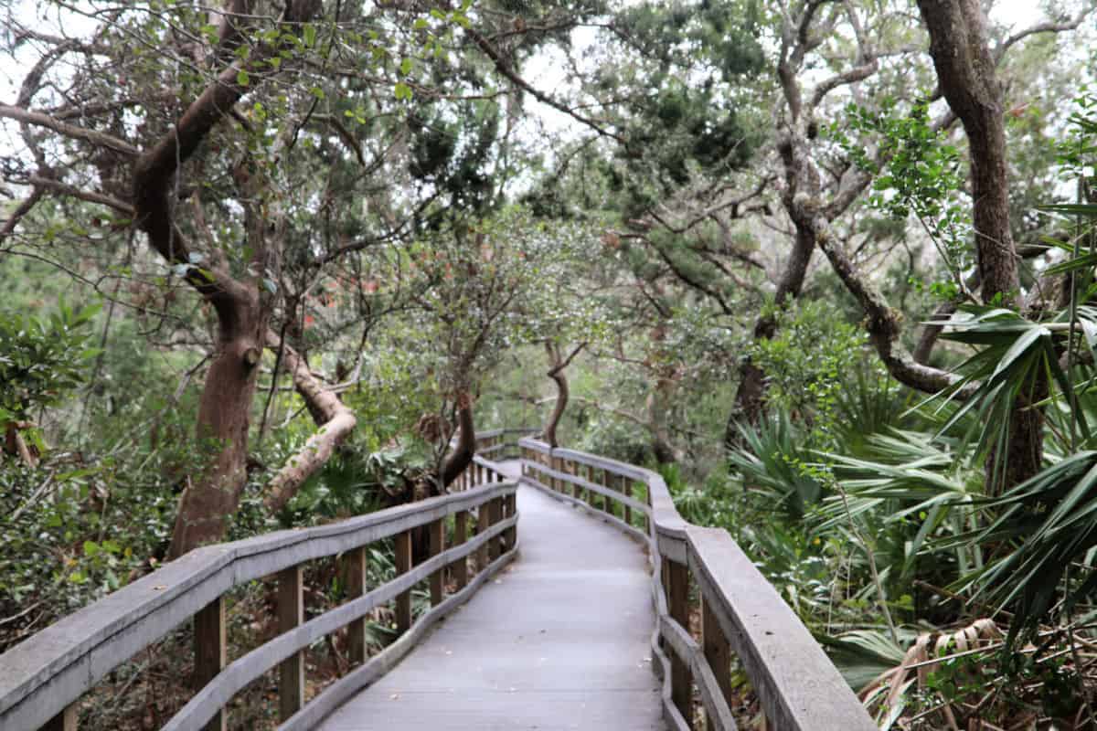 Nature trail boardwalk through green trees