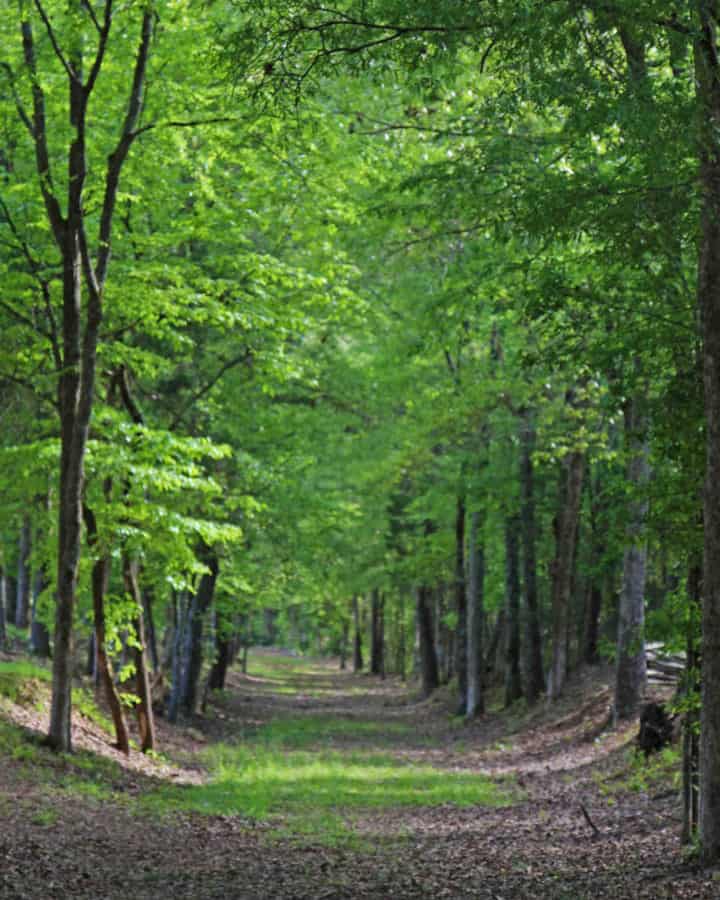 Historic path through a wooded forest