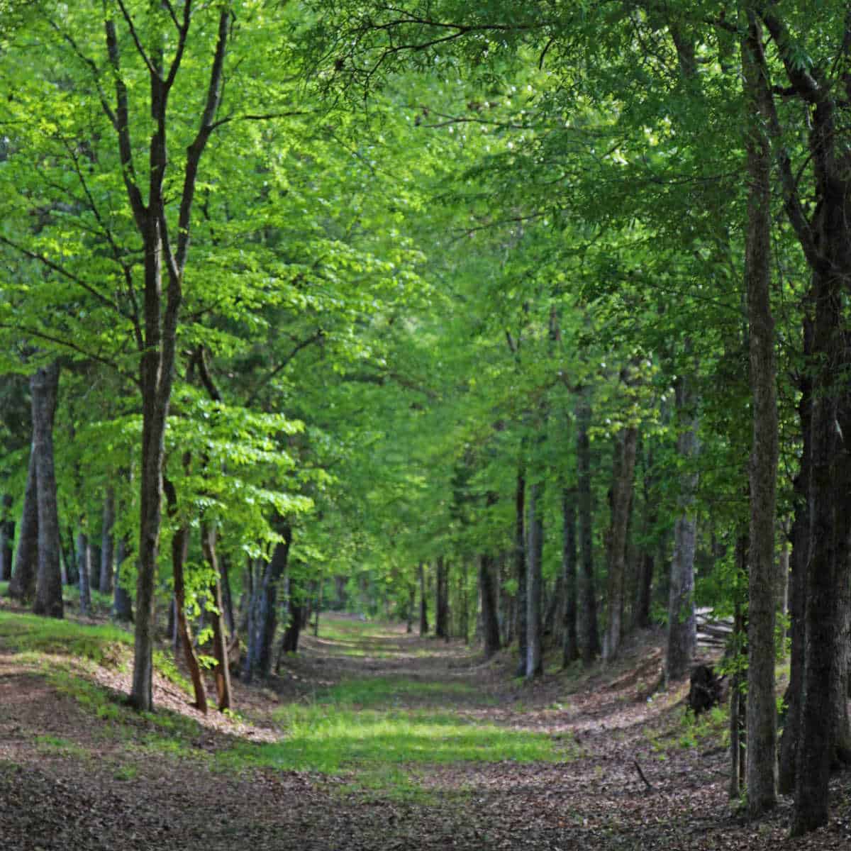 Historic path through a wooded forest 