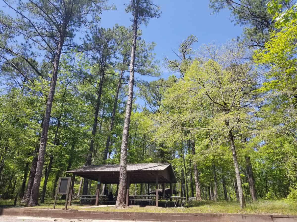 picnic shelter surrounded by tall trees