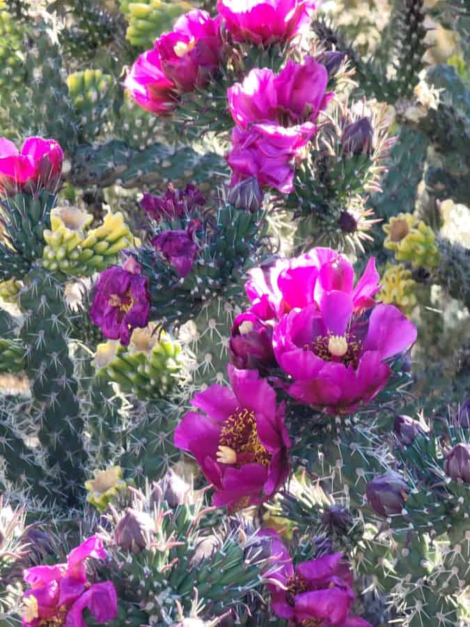 Purple cactus flowers