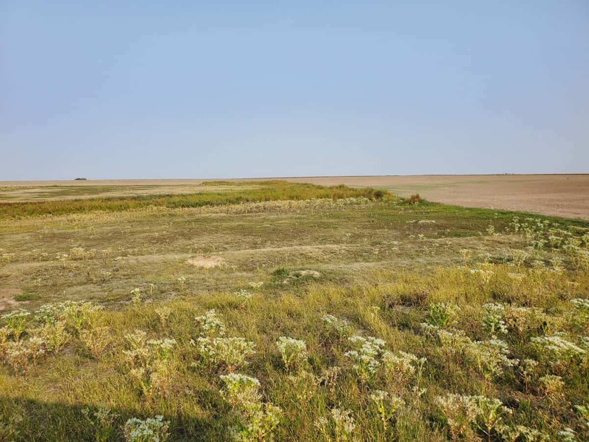 Sante Fe Trail Ruts in a grass shrub filled field