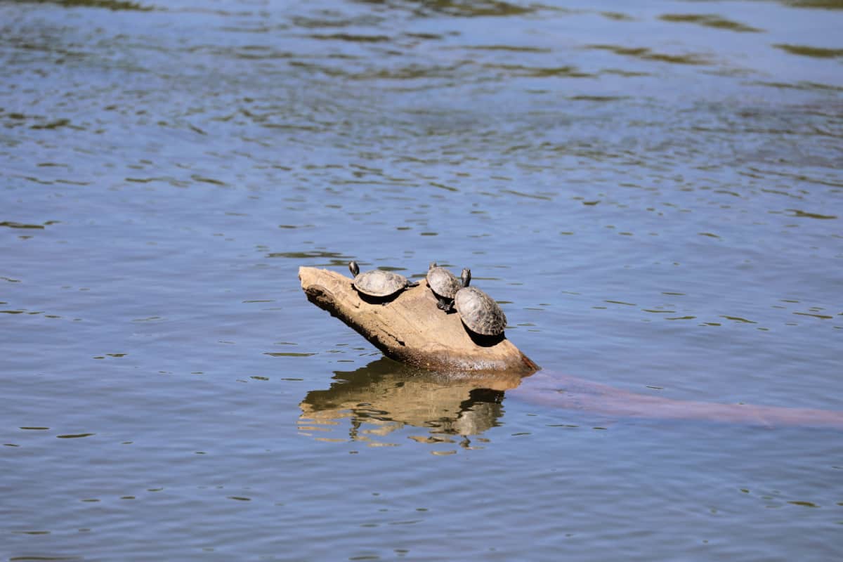 Three turtles on a log on the Tallapoosa River