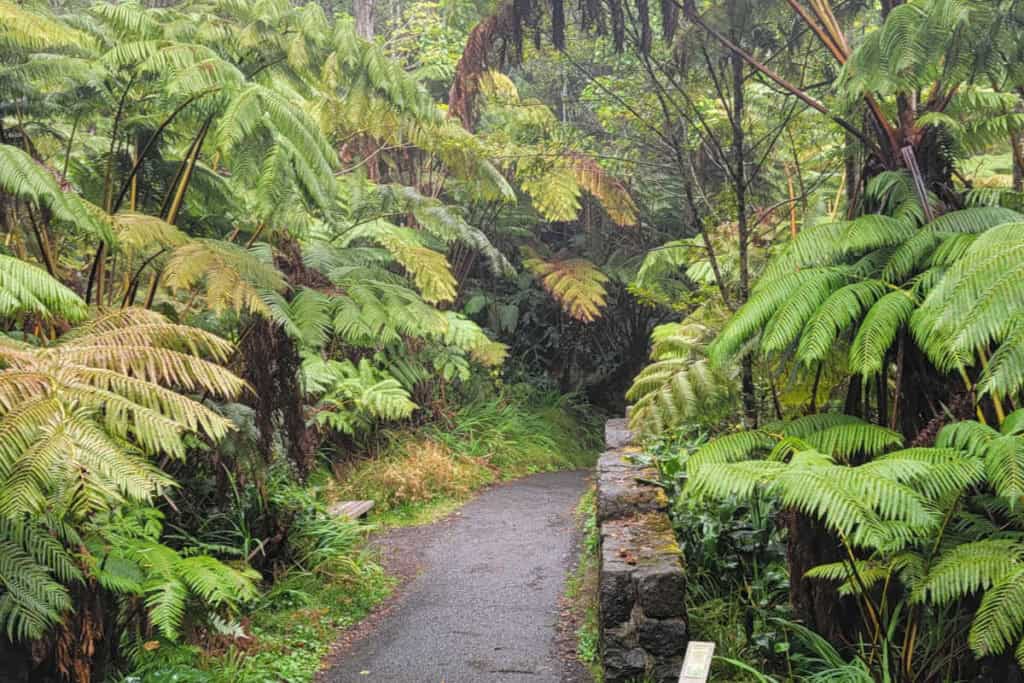 Hiking in a lush rainforest at Hawaii Volcanoes National Park