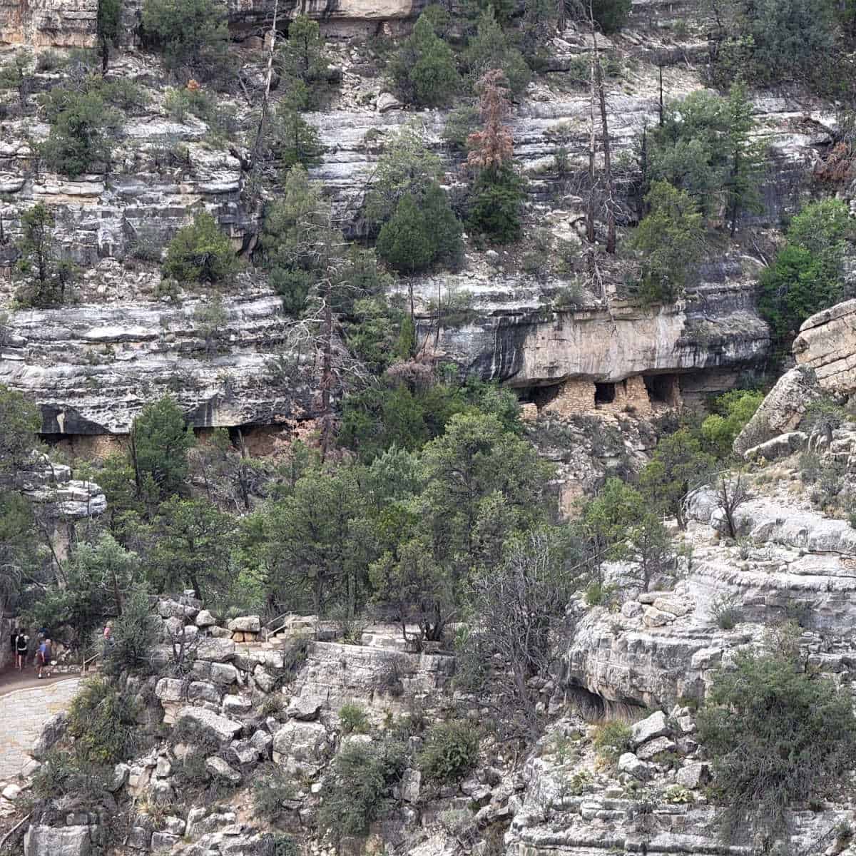 Walnut Canyon cliff dwellings surrounded by trees and people climbing stairs