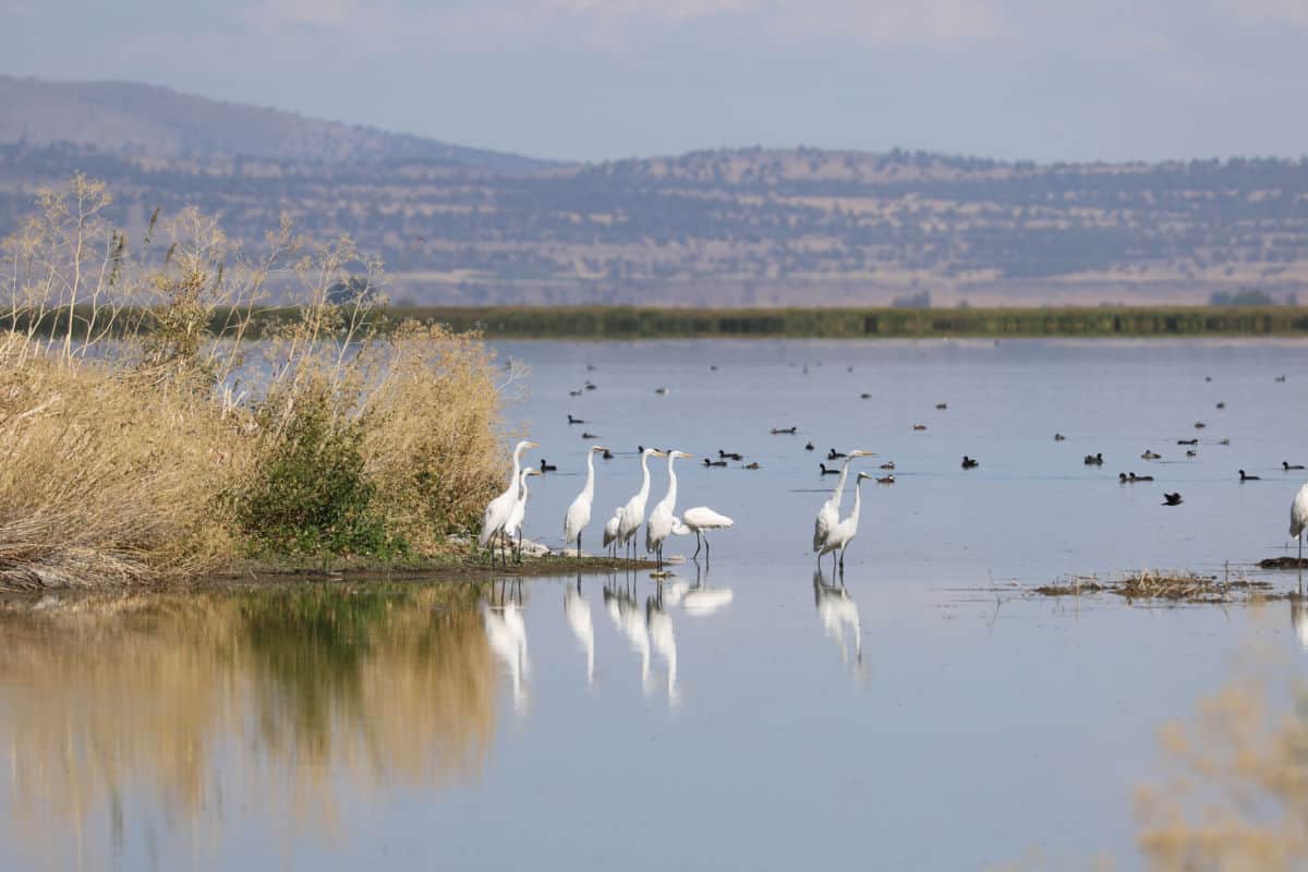 White egrets and ducks in a waterway