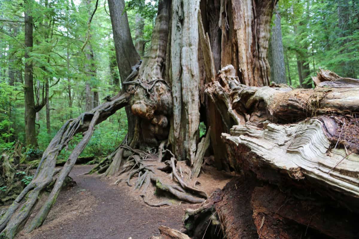 Big Cedar Tree Olympic National Park