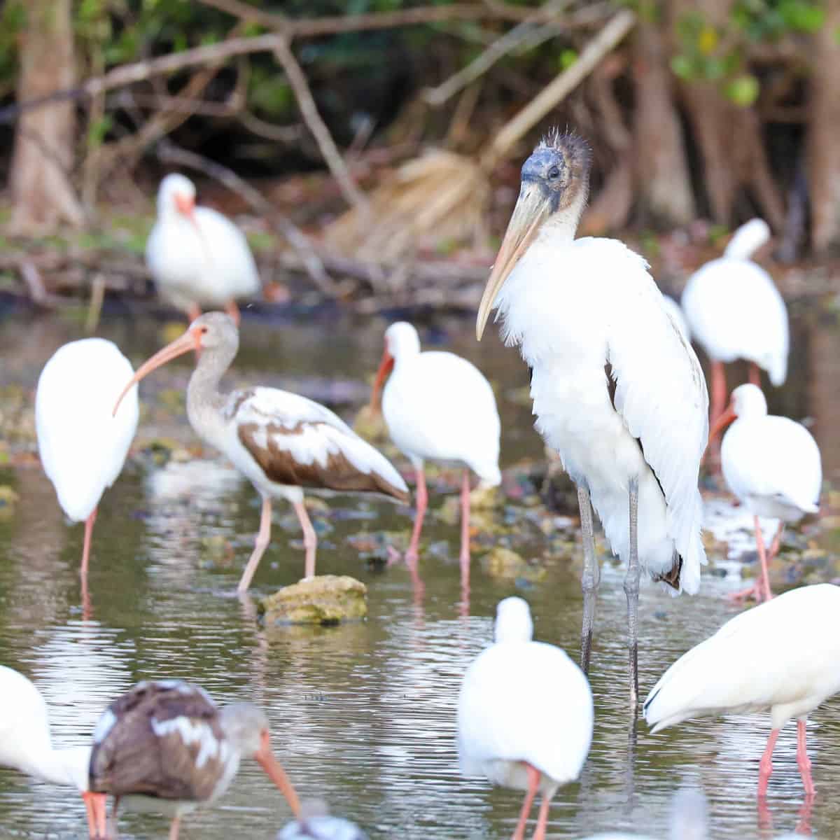 Wood Stork surrounded by Ibis in the water with trees in the background