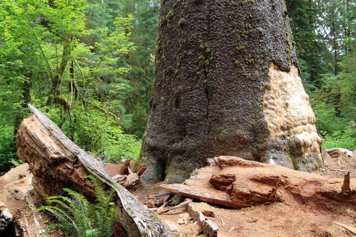 Big Spruce Tree Olympic National Park