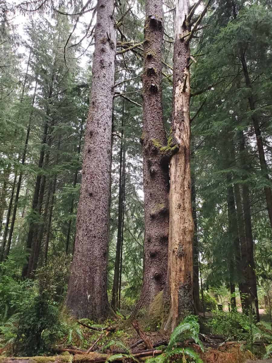 Forest of tall trees