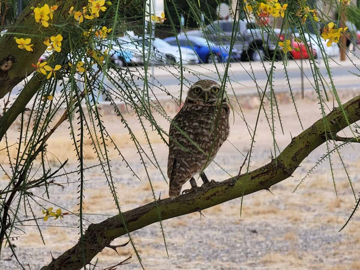Burrowing owl on a branch with yellow flowers