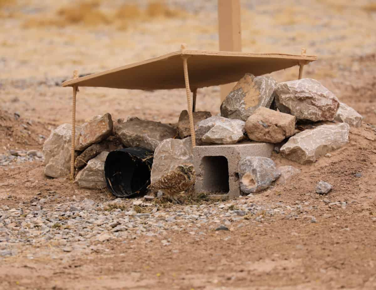 Burrowing owl by shelter