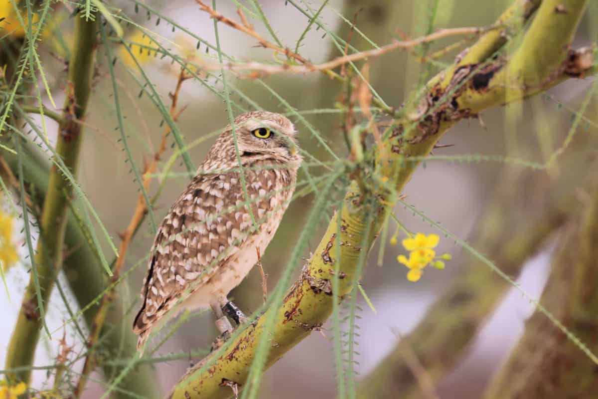 Burrowing owl in a tree with yellow flowers