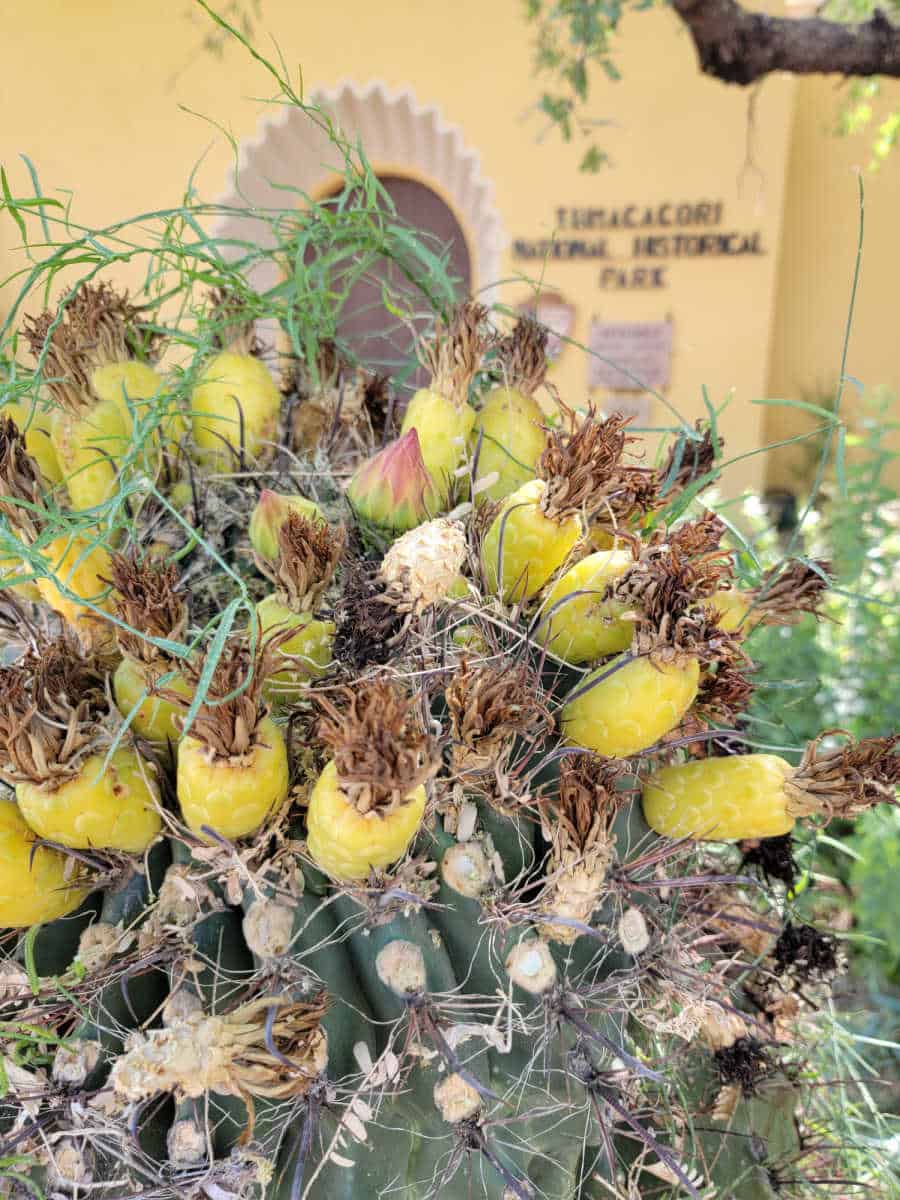 yellow cactus blooms in front of Tumacacori NHP visitor center