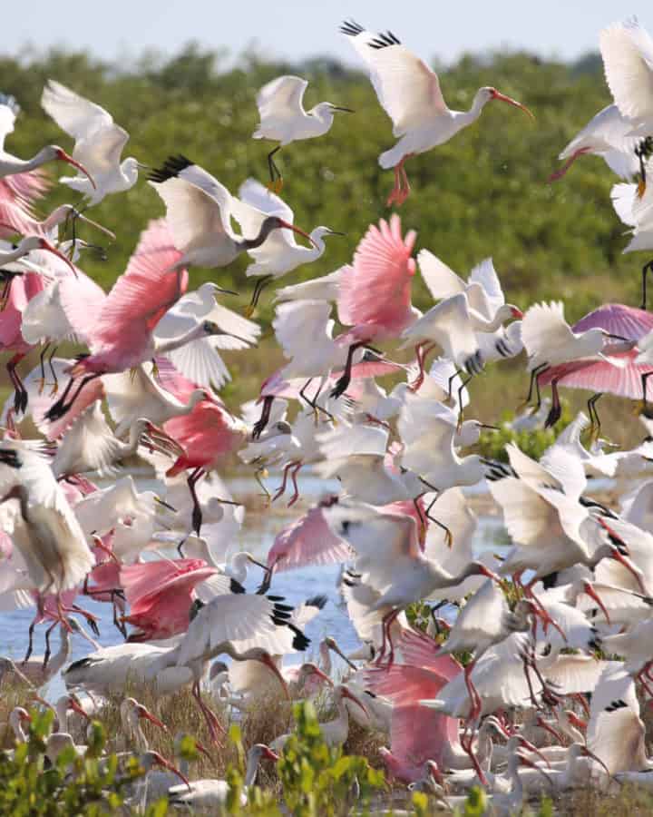 Pine roseatte spoonbills, white ibis, and herons flying with wood storks