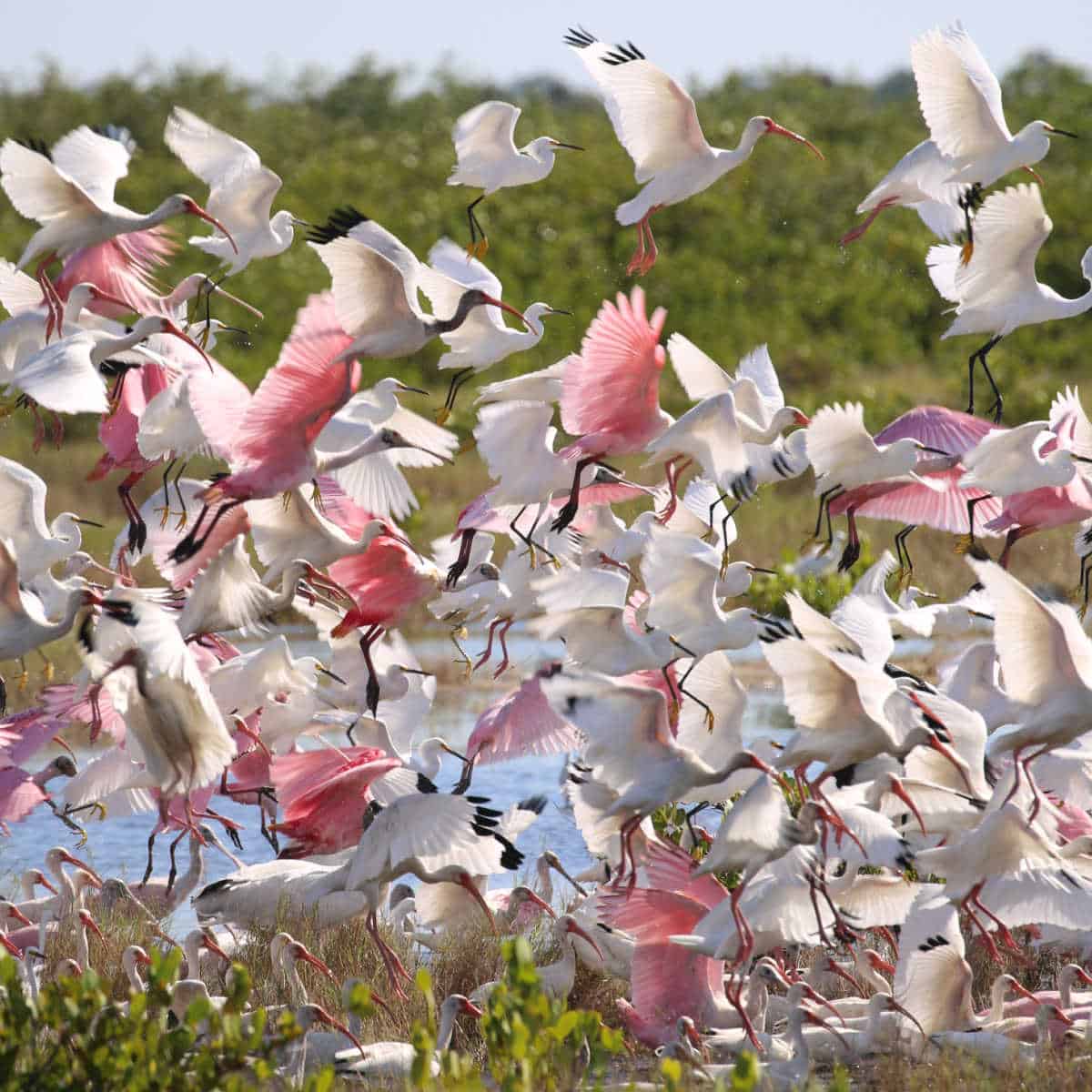 Pine roseatte spoonbills, white ibis, and herons flying with wood storks