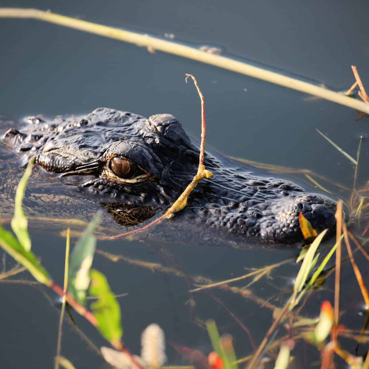 Alligator in the water surrounded by leaves