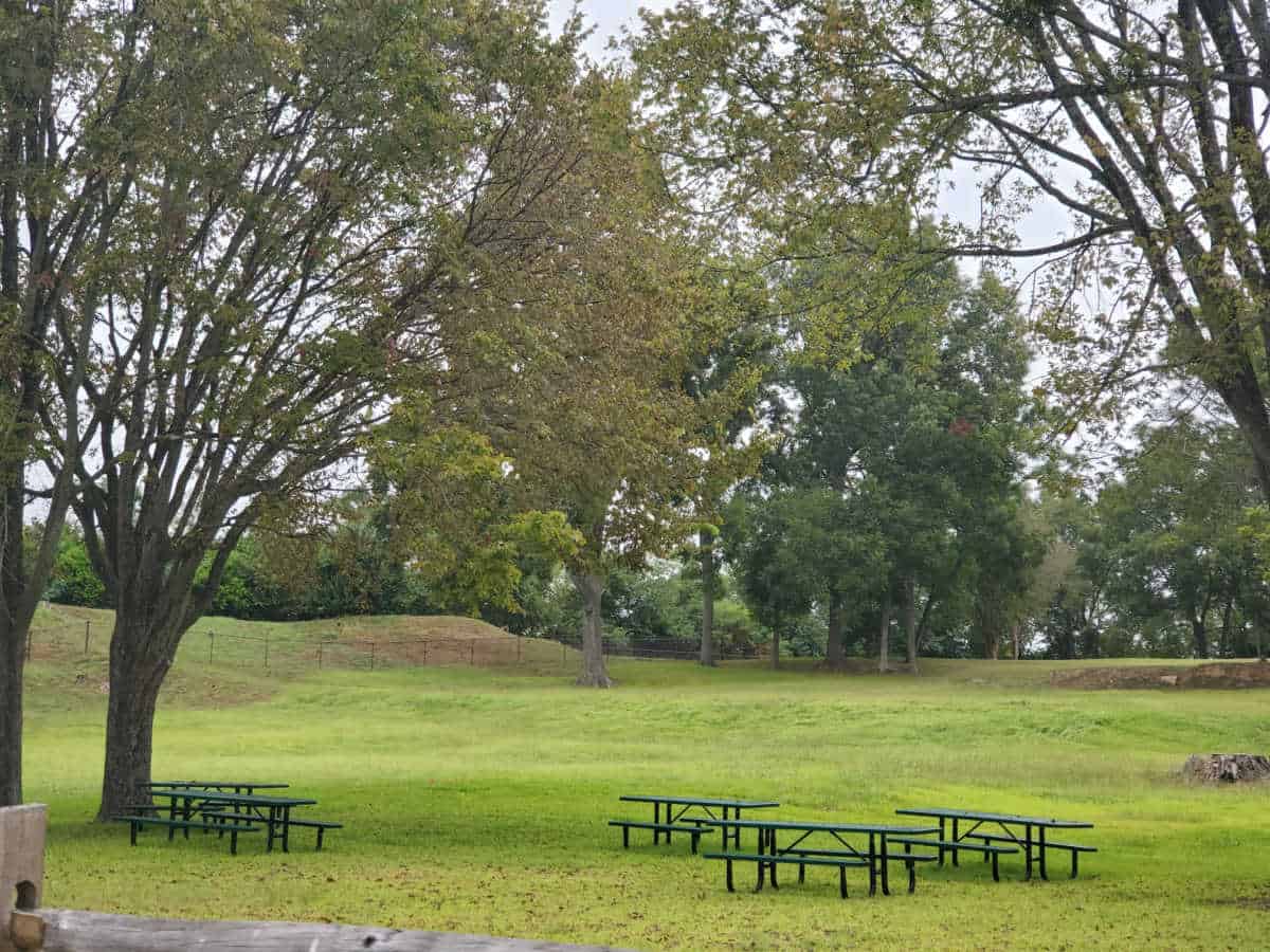 grass field with picnic tables and tall trees