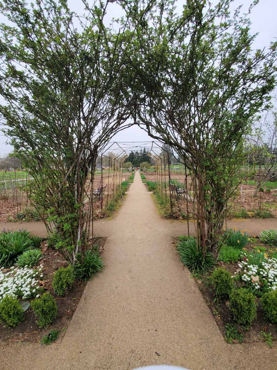 Garden arch with plants growing off of it