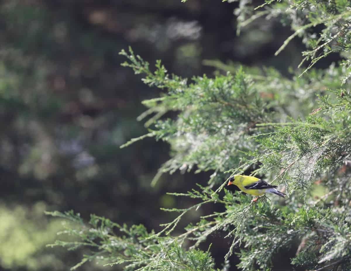 Goldfinch in a tree