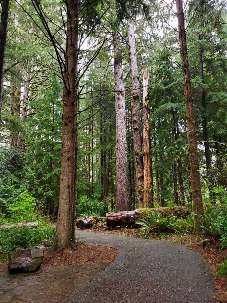 paved hiking trail through the forest