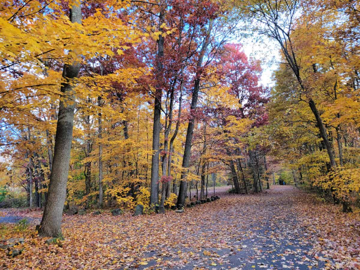 paved trail covered in fall leaves