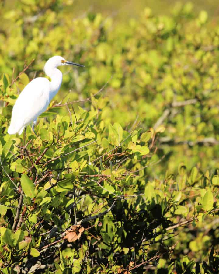 White egret in a green bush