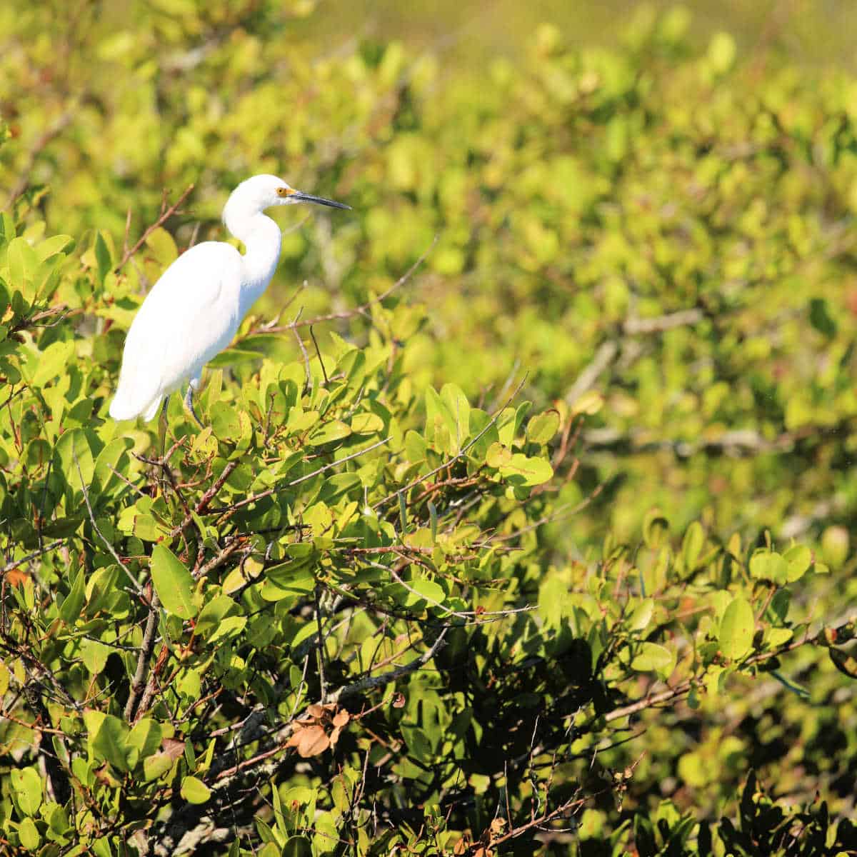 White egret in a green bush