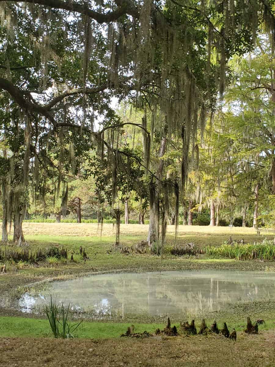 pond with trees above that have hanging spanish moss 