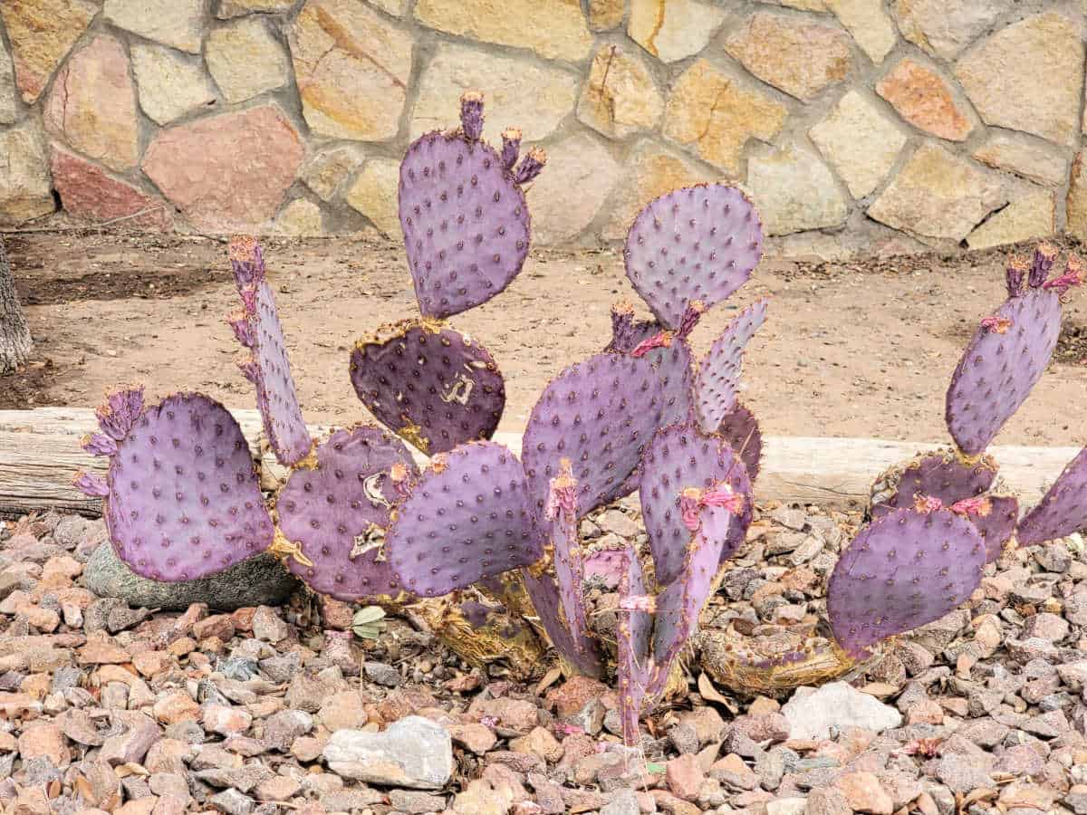 Purple cactus in rocks