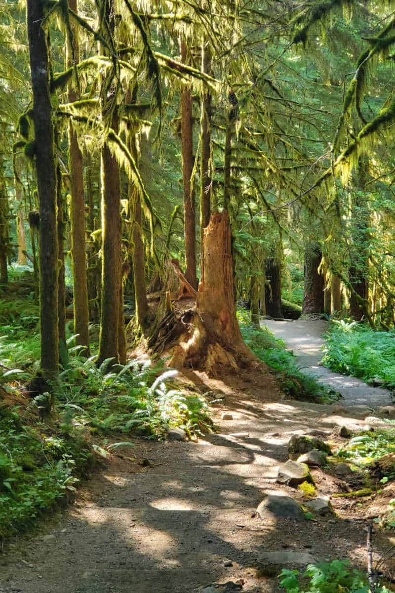 Soleduck Falls Trail Olympic National Park