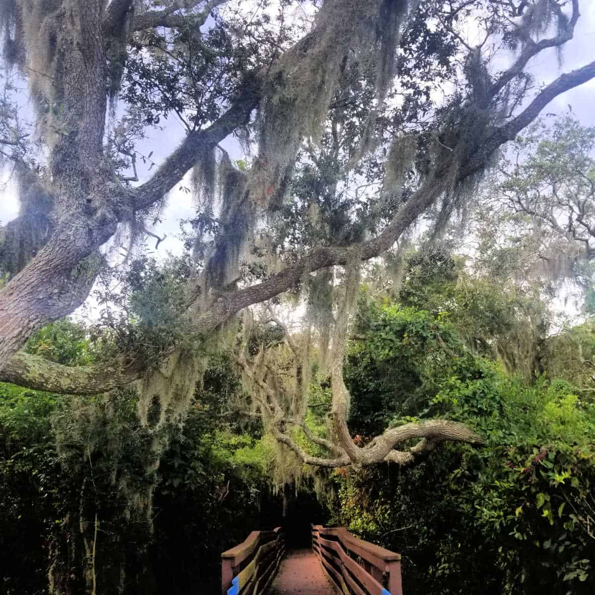 Wooden walkway through trees covered in Spanish Moss