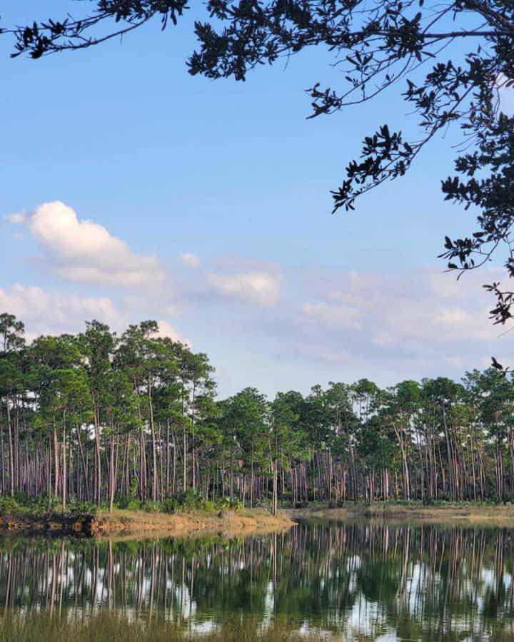 Long Pine Key Campground Everglades National Park Florida