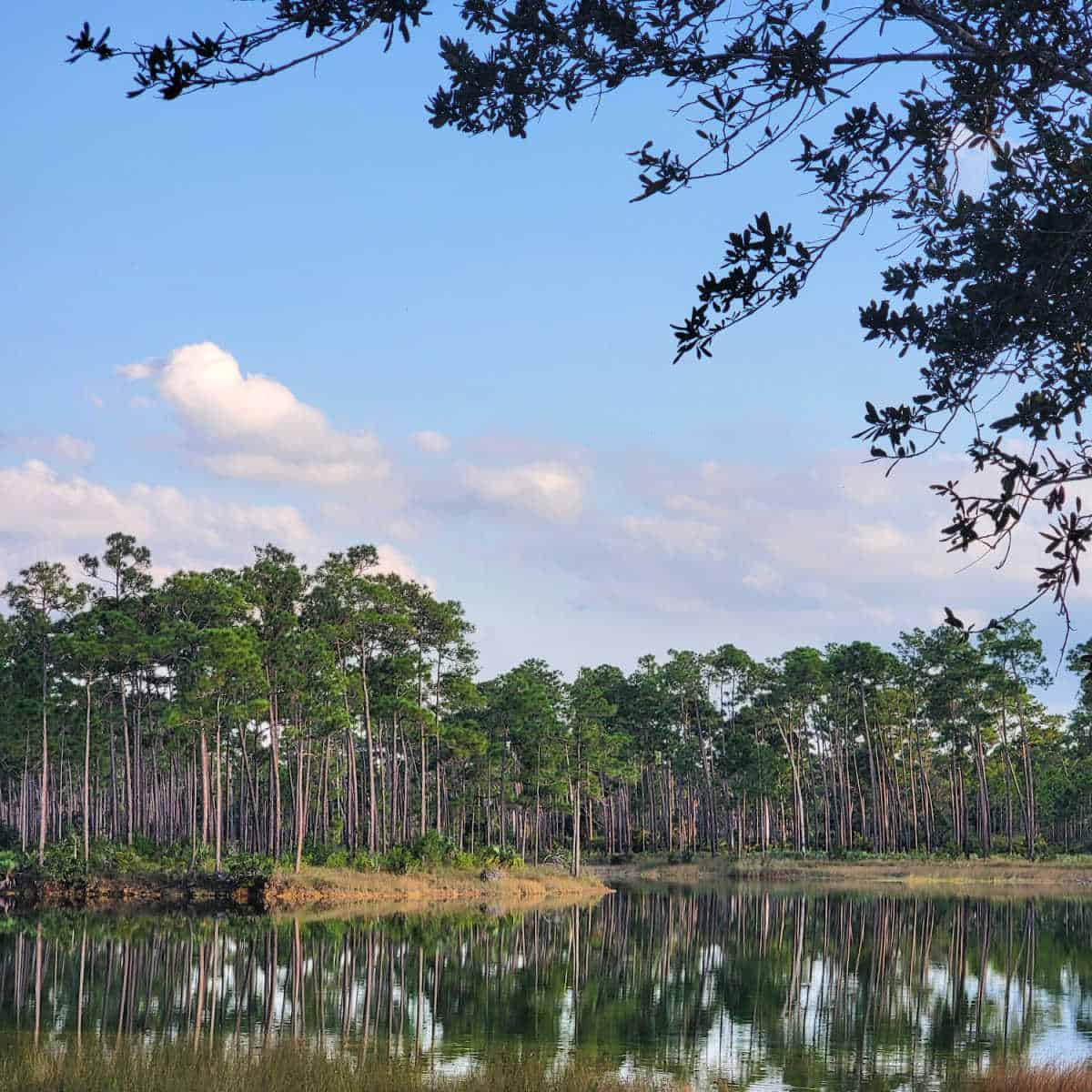 Long Pine Key Campground Everglades National Park Florida