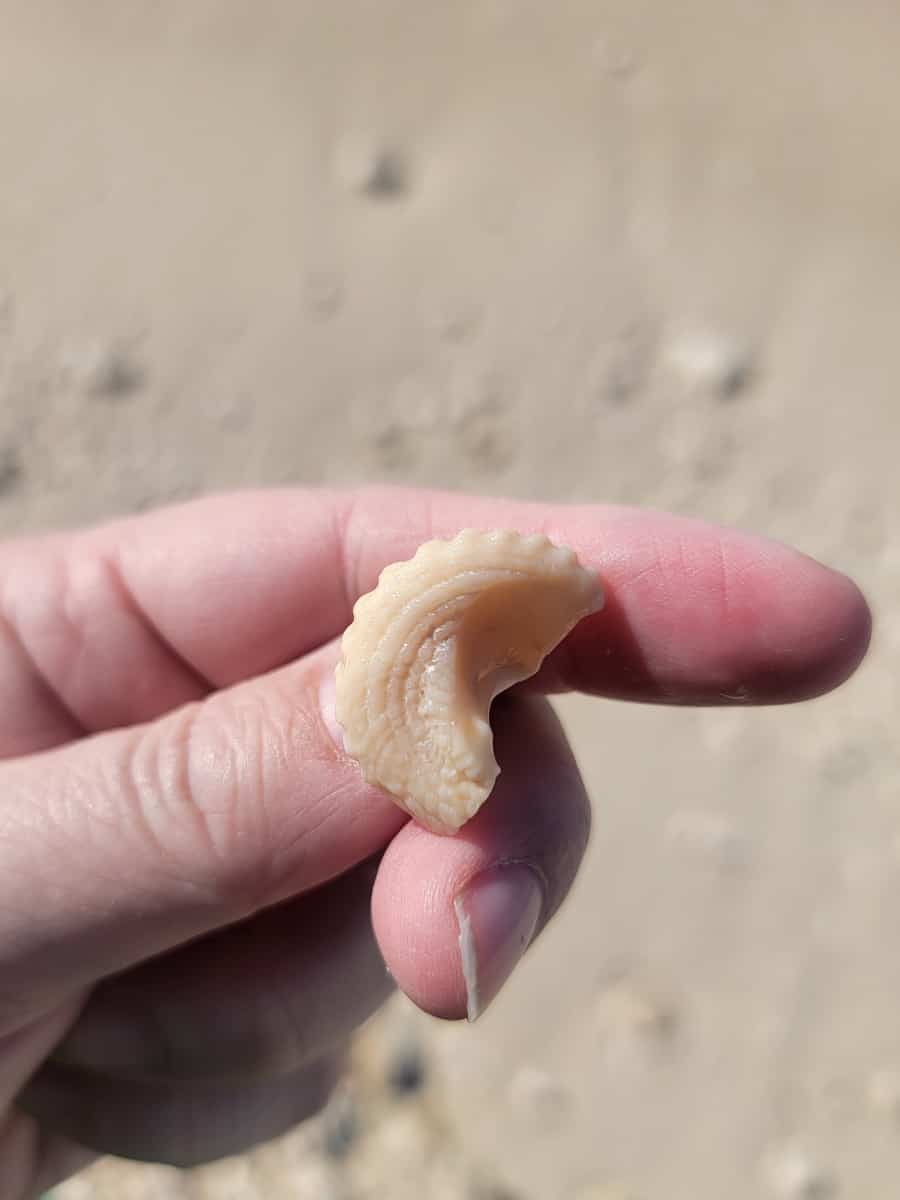 seashell at Fort Zachary Taylor State Park Florida