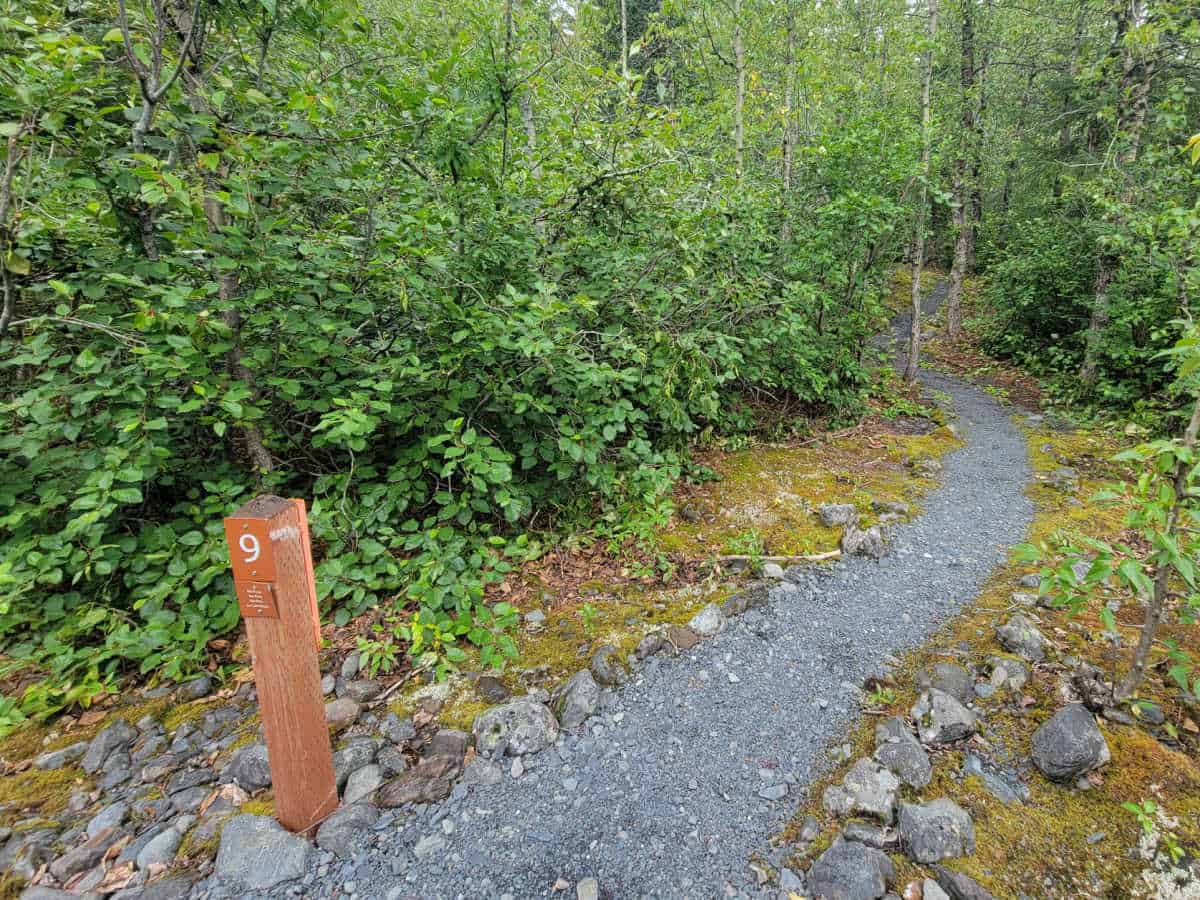 campsite 9 at Exit Glacier Campground Kenai Fjords National Park