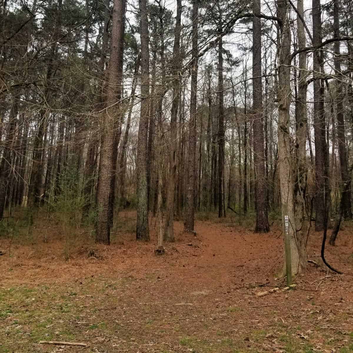 Natchez Trace National Scenic Trail Mississippi