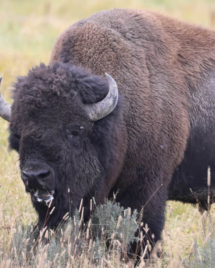 Bison chewing on grass