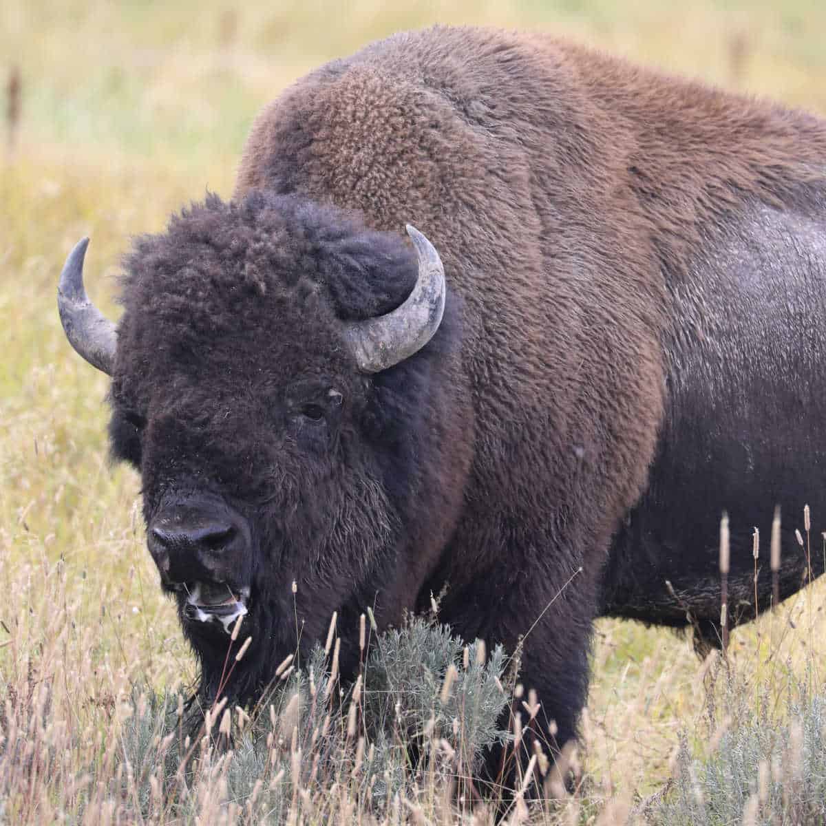 Bison chewing on grass
