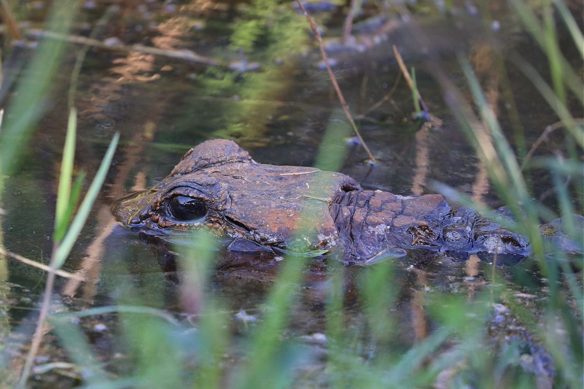 Alligator along East Rim Trail in Shark Valley Everglades NP