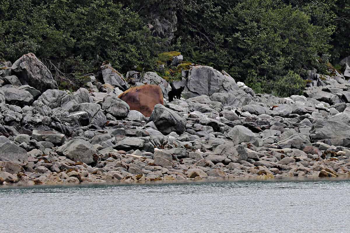 Black Bear in Glacier Bay National Park