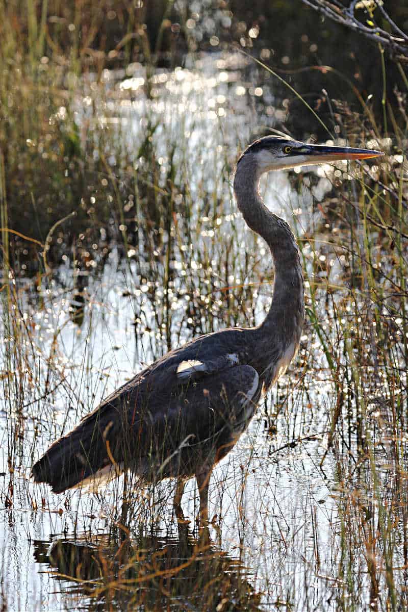 Blue Heron on Shark Valley Everglades National Park