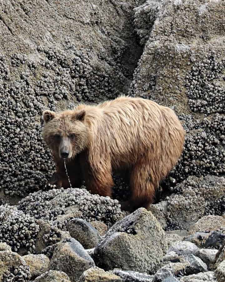 Brown Bear at Glacier Bay National Park