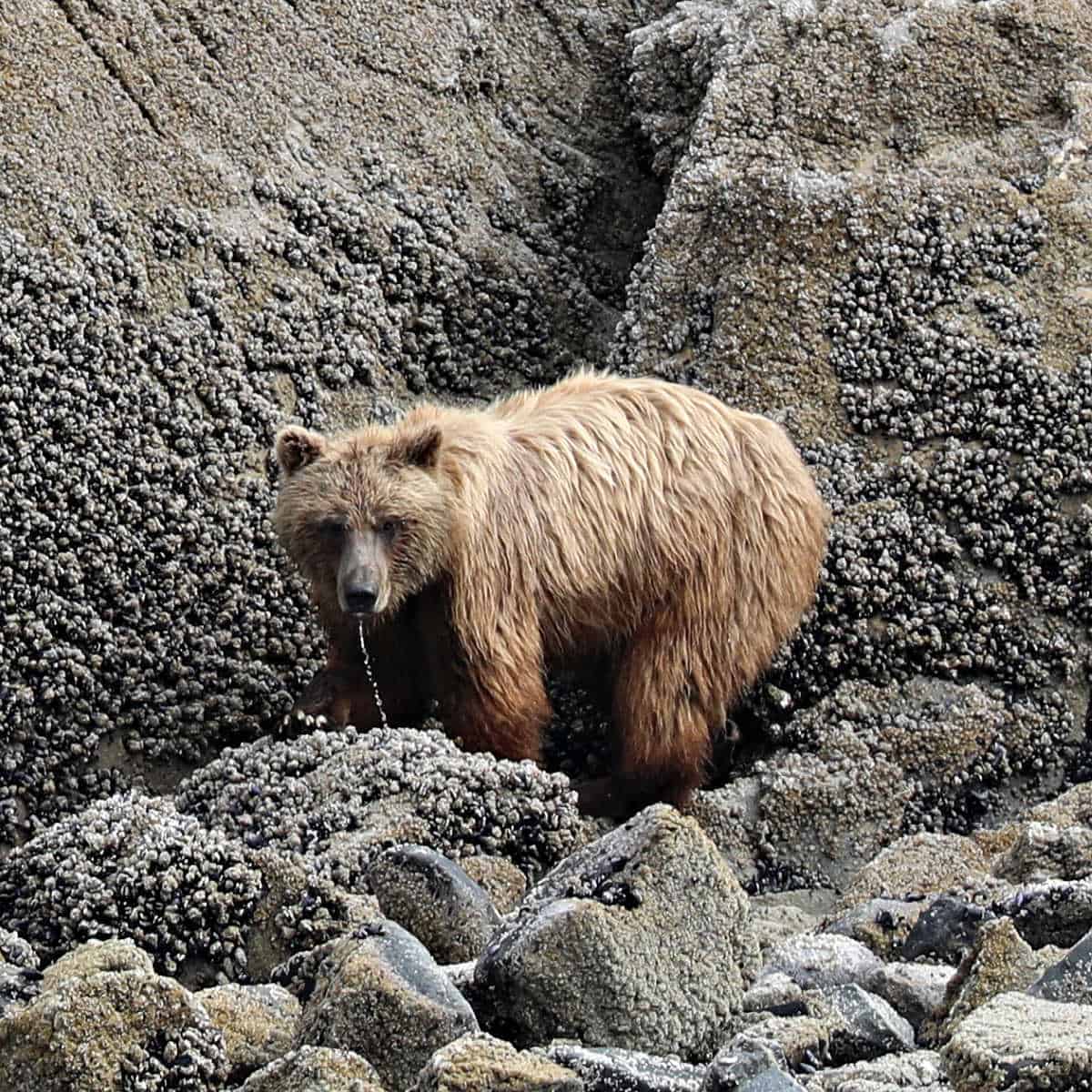 Brown Bear at Glacier Bay National Park