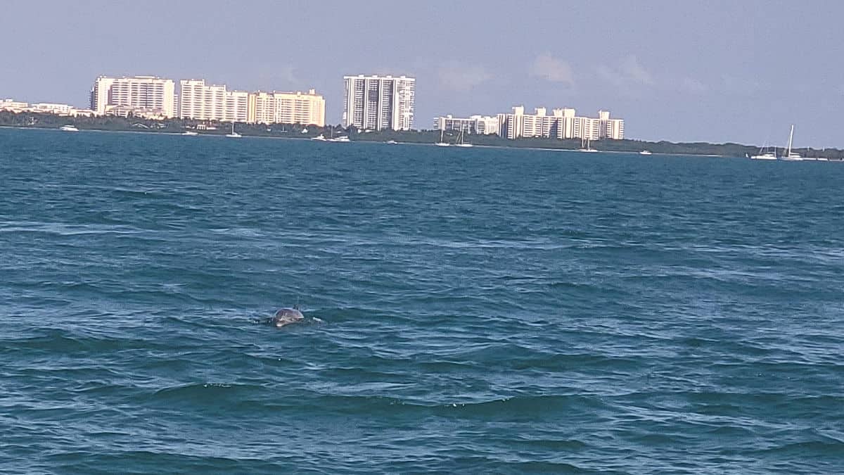 Dolphin at Stiltsville at Biscayne National Park Florida