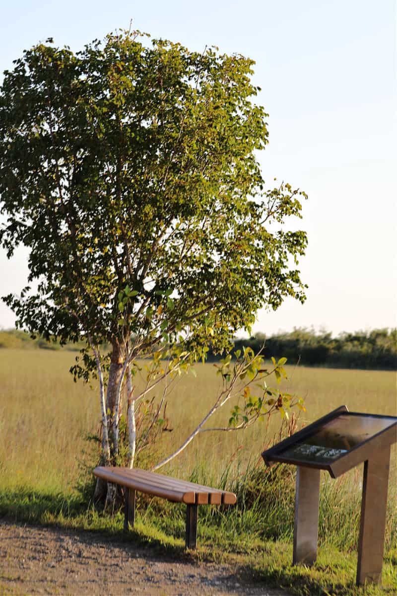 Park Bench along the East Rim Trail at Shark Valley Everglades National Park